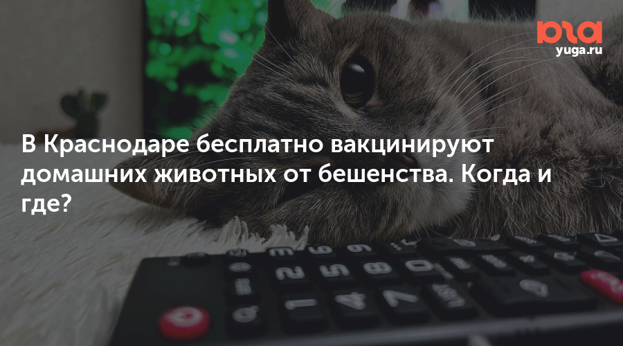 В Краснодаре бесплатно вакцинируют домашних животных от бешенства. Когда и где?