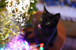  © Фото Елены Синеок, Юга.ру