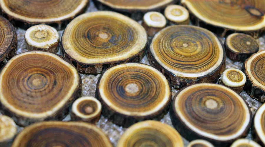  &copy;&nbsp;Изображение пользователя katytylala с сайта pixabay.com