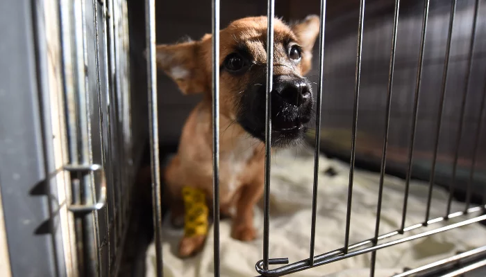 Приют для пострадавших животных «Краснодог» &copy;&nbsp;Фото Елены Синеок, Юга.ру