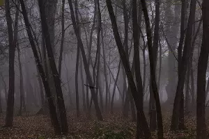 Туман в парке «Солнечный остров» &copy;&nbsp;Фото Елены Синеок, Юга.ру