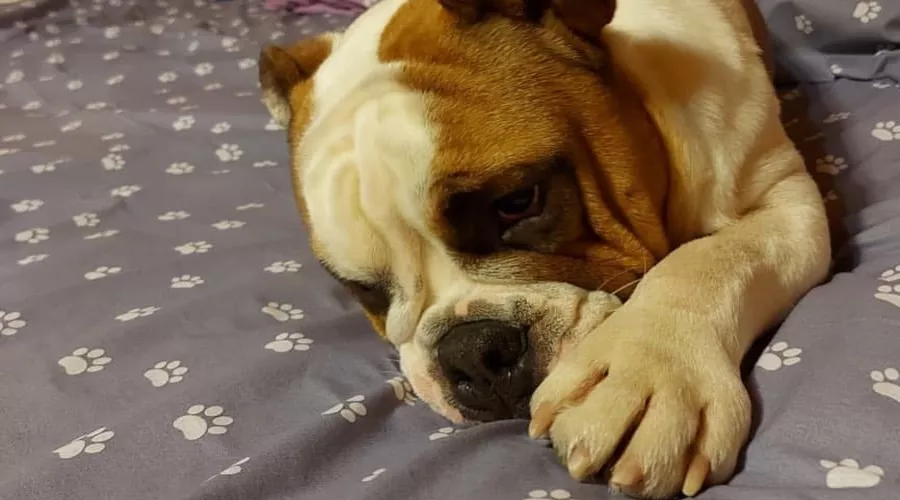  &copy;&nbsp;Фото со страницы instagram.com/bulldog_feniks