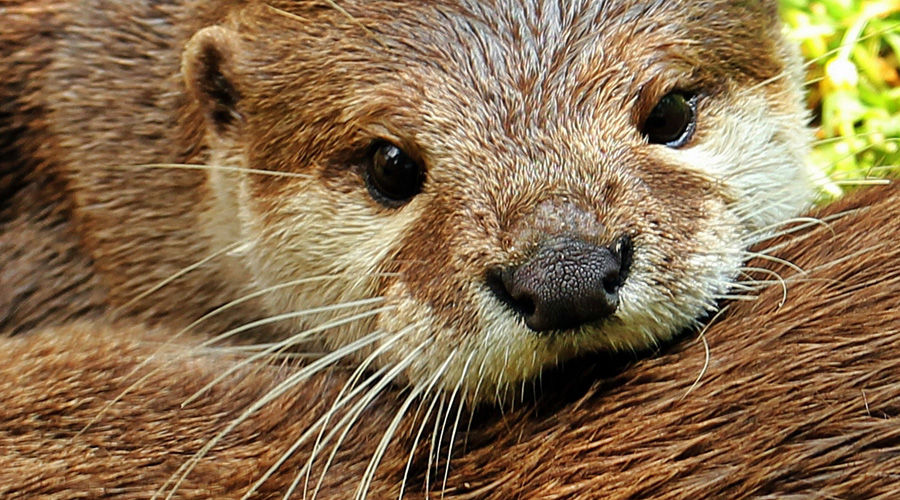  © Фото с сайта pixabay.com