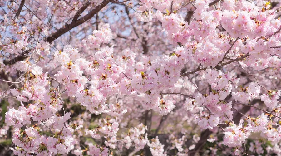 САКУРА &copy;&nbsp;Изображение сгенерировано нейросетью Gigachat