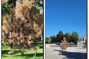  &copy;&nbsp;Скриншот из телеграм-канала &laquo;Телетайп&raquo; https://t.me/tipichkras/68058