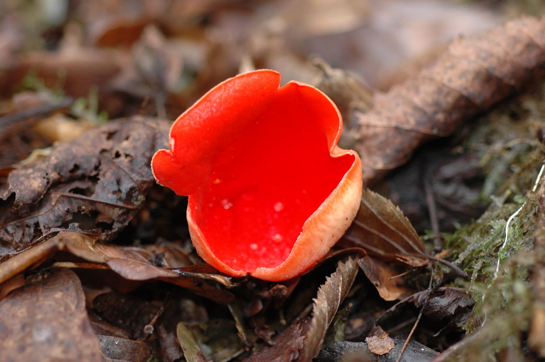 Красный голодный. Красный гриб Страдивари. Гриб саркосцифа ярко красная. Моховик красный. Саркосцифа Австрийская гриб.