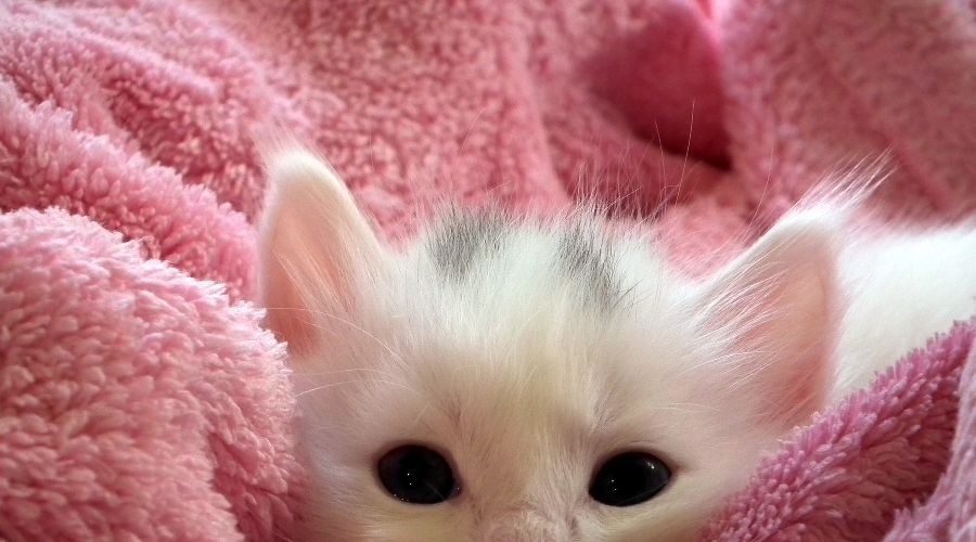 Кошка &copy;&nbsp;Фото с сайта pixabay.com