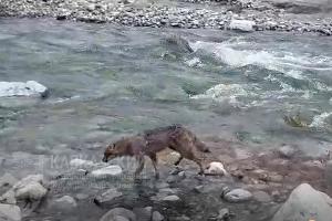  © Фото пресс-службы Кавказского заповедника