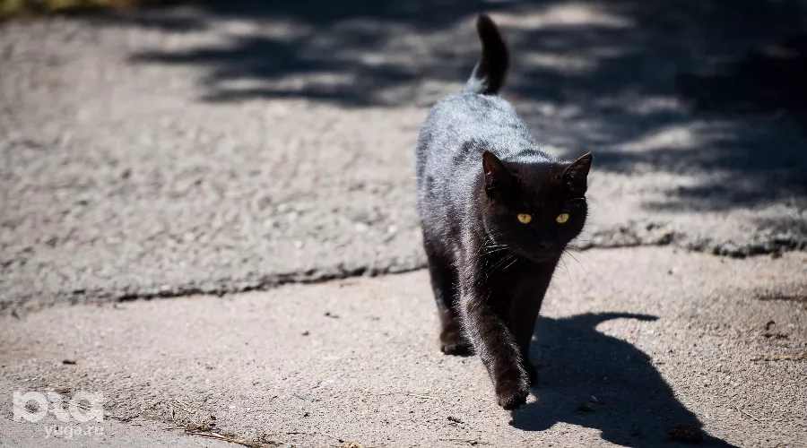 Кошка &copy;&nbsp;Фото Елены Синеок, Юга.ру