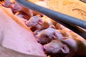  &copy;&nbsp;Фото Елены Синеок, Юга.ру