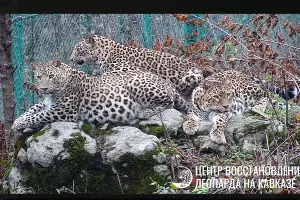  &copy;&nbsp;Скриншот из телеграм-канала leopardcenter