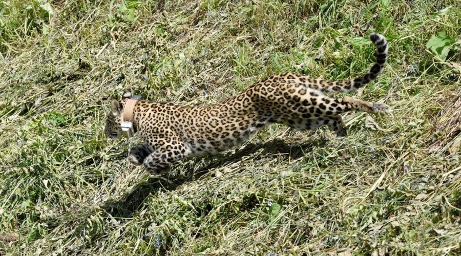 Леопард Артек © Фото пресс-службы Кавказского биосферного заповедника