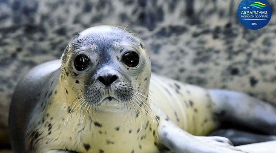  © Фото пресс-службы сочинского аквариума