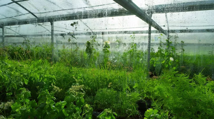 теплица &copy;&nbsp;Изображение сгенерировано нейросетью Gigachat