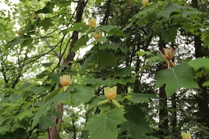 Тюльпанное дерево &copy;&nbsp;Фото пресс-службы Сочинского нацпарка