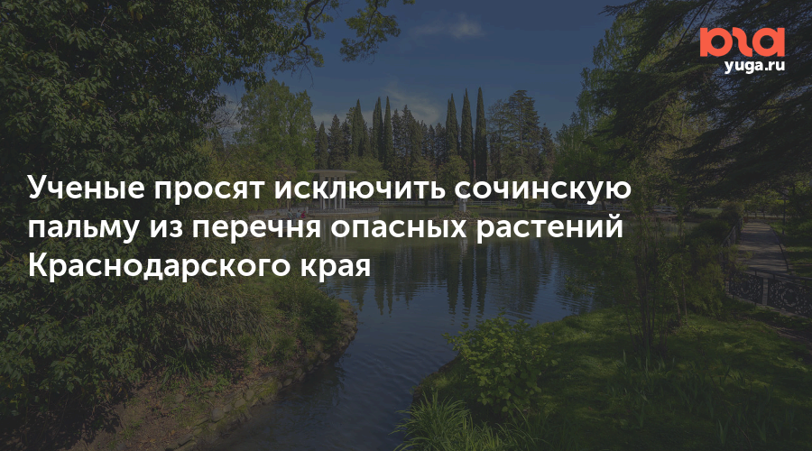 Ученые просят исключить сочинскую пальму из перечня опасных растений Краснодарского края