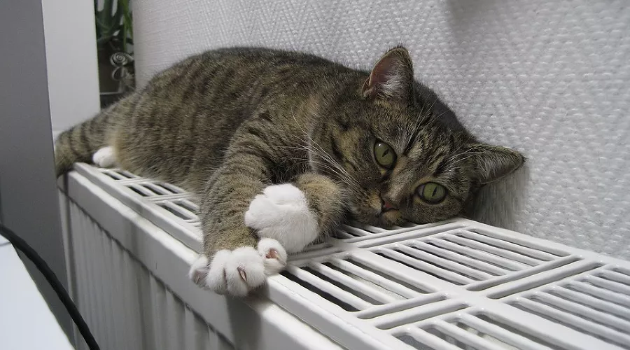  &copy;&nbsp;фото с сайта pixabay.com