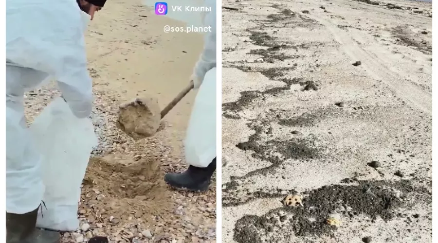  &copy;&nbsp;Скриншот из телеграм-канала штаба &laquo;Дельфины&raquo; https://t.me/shtab_delfin/2345