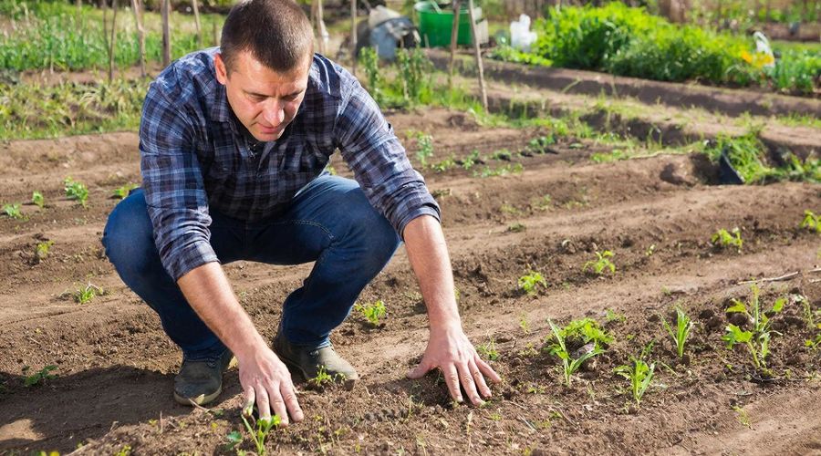 огород &copy;&nbsp;Изображение сгенерировано нейросетью Gigachat