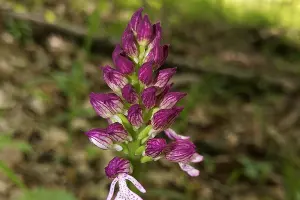 Яртышник пурпурный &copy;&nbsp;Фото Галины Гуниной, предоставлено пресс-службой МГТУ