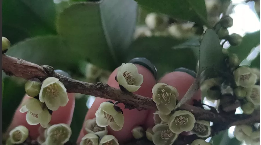 Эврия японская &copy;&nbsp;Скриншот фото со страницы Галины Солтани во ВКонтакте