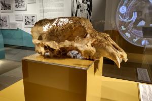  © Фото пресс-службы курорта «Роза Хутор»