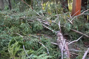  &copy;&nbsp;Фото пресс-службы Сочинского нацпарка