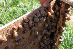 Улиточная ферма под Тихорецком &copy;&nbsp;Фото Марины Солошко, Юга.ру