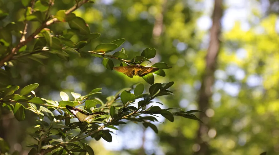 Самшит &copy;&nbsp;Фото пресс-службы &laquo;НАБУ-Кавказ&raquo;