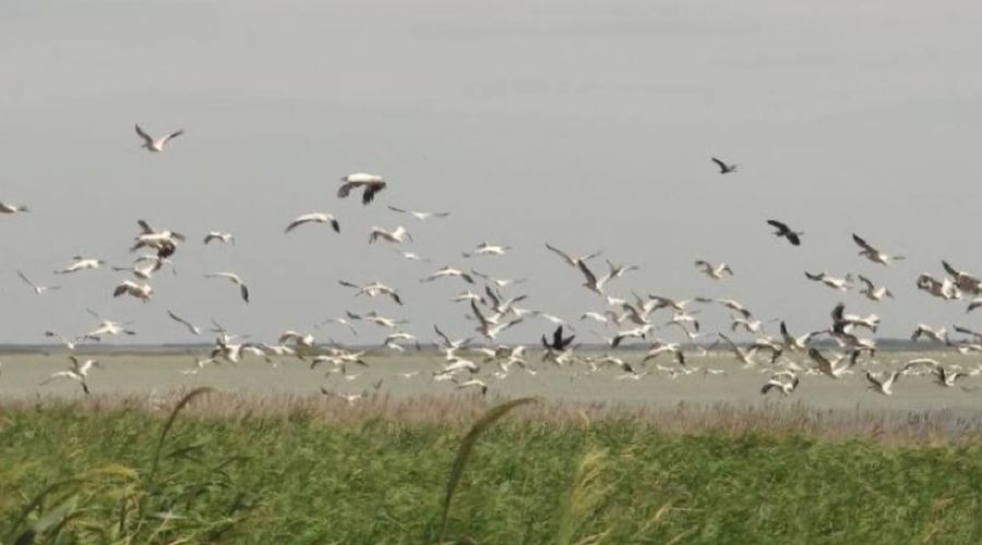  © Скриншот фото с сайта Министерства природных ресурсов Краснодарского края