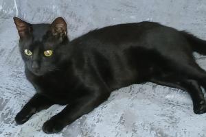 Кот Бурак &copy;&nbsp;Скриншот фото Лусине Коршуновой с сайта &laquo;КП-Кубань&raquo;