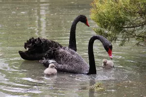 Австралийские черные лебеди &copy;&nbsp;Фото пресс-службы сочинского парка &laquo;Дендрарий&raquo;