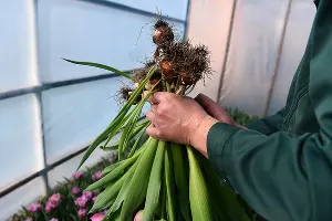 Тюльпаны &copy;&nbsp;Фото Елены Синеок, Юга.ру