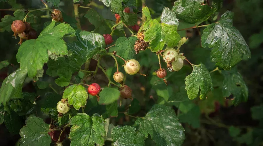 крыжовник &copy;&nbsp;Изображение сгенерировано нейросетью Gigachat