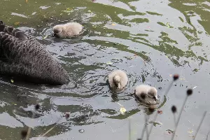 Австралийские черные лебеди &copy;&nbsp;Фото пресс-службы сочинского парка &laquo;Дендрарий&raquo;