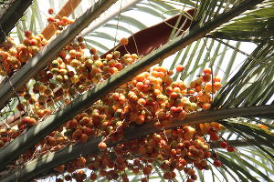 Бутия головчатая, или «желейная» пальма © Фото пресс-службы Сочинского нацпарка