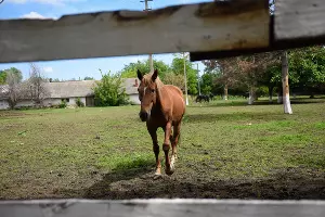  &copy;&nbsp;Фото Елены Синеок, Юга.ру