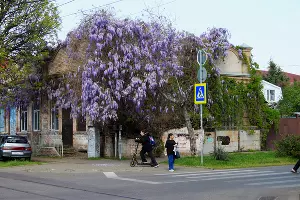 Цветение глицинии в Краснодаре &copy;&nbsp;Фото Марины Солошко, Юга.ру