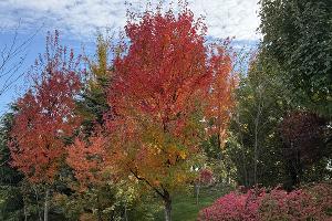 Японский сад в парке «Краснодар» осенью © Фото Марины Солошко, Юга.ру