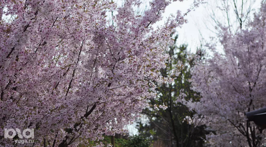 &copy;&nbsp;Фото Марины Солошко, Юга.ру
