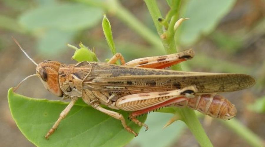  © Марокканская саранча Фото с сайта fao.org