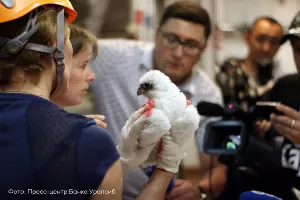  &copy;&nbsp;Фото Aris Vouros &laquo;Самка сапсана Сибирь в Греции&raquo;, предоставлено проектом &laquo;Атлас птиц Уфы&raquo;