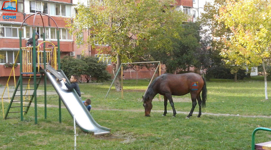  © Фото из группы vk.com/this_is_sochi