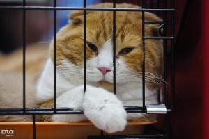  © Фото Елены Синеок, Юга.ру