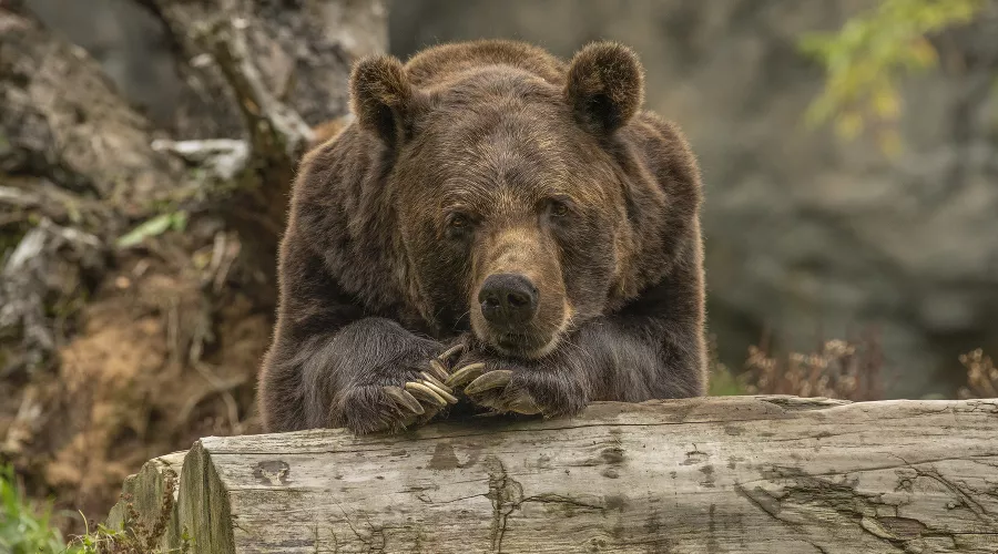  &copy;&nbsp;Фото wirestock, ru.freepik.com