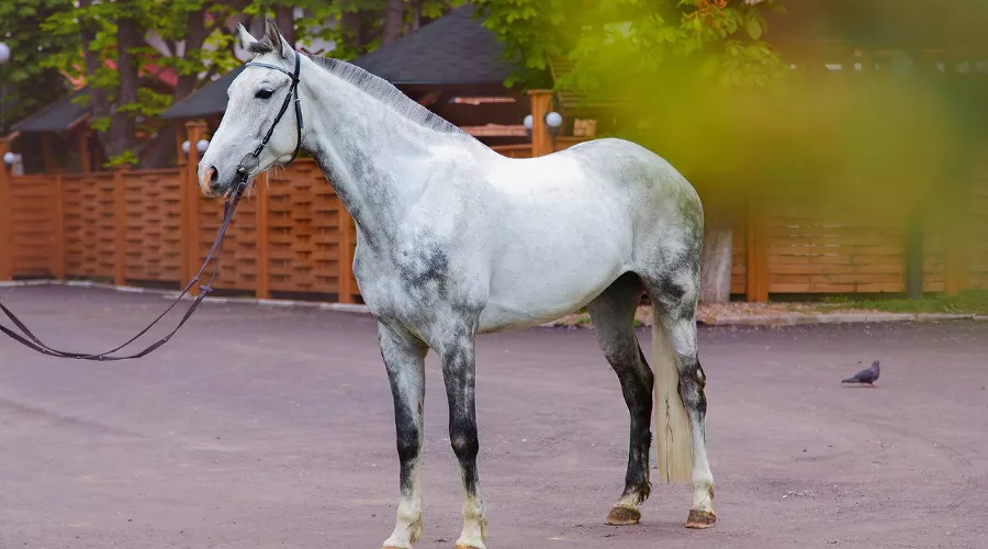  &copy;&nbsp;Фото из группы &laquo;Конный клуб ГКО "Станица Терская"&raquo; &laquo;ВКонтакте&raquo; , vk.com/tkv_horse.club