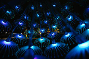 Новогодний парк &laquo;Краснодар&raquo; &copy;&nbsp;Фото Дениса Яковлева, Юга.ру