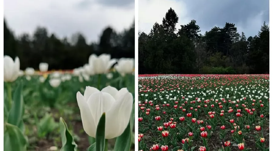  &copy;&nbsp;Скриншот из телеграм-канала &laquo;Краснодар&raquo; — новостной канал&raquo; https://t.me/krasnodar_vest/40576