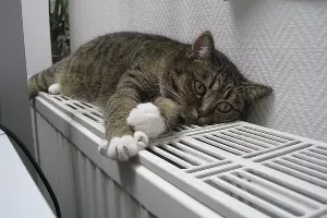  &copy;&nbsp;фото с сайта pixabay.com