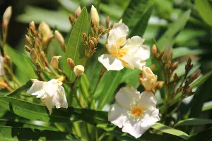 Олеандр &copy;&nbsp;Фото пресс-службы Сочинского нацпарка